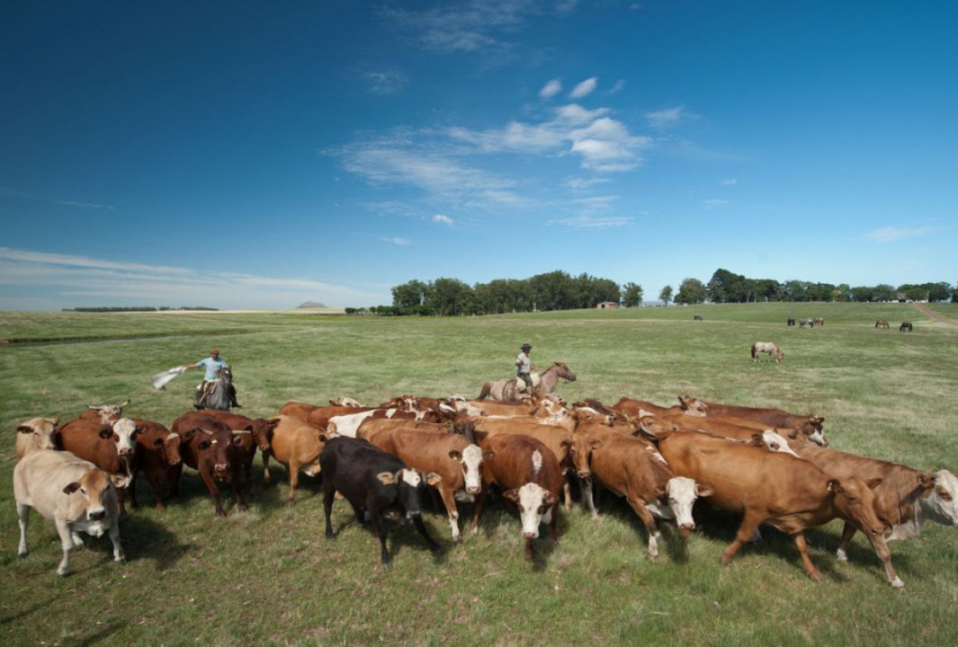 1_cattle_1600877-809919.jpg