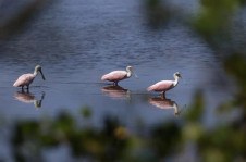 Grupo de colhereiros (Platalea ajaja) em manguezal na Piedade banhado pelo Rio Magé