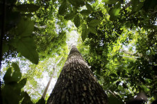 O verde reage: 2025 registrou queda de 20,1% no desmatamento em todo o Brasil
