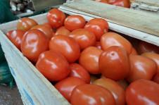 A Itália é um dos maiores países exportadores de tomate do mundo