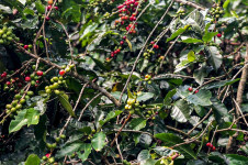 De acordo com o &uacute;ltimo levantamento mensal do Cecaf&eacute;, os Estados Unidos lideraram as importa&ccedil;&otilde;es do produto brasileiro de janeiro a maio, com 2.874.250 sacas de 60 quilos