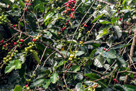 De acordo com o &uacute;ltimo levantamento mensal do Cecaf&eacute;, os Estados Unidos lideraram as importa&ccedil;&otilde;es do produto brasileiro de janeiro a maio, com 2.874.250 sacas de 60 quilos