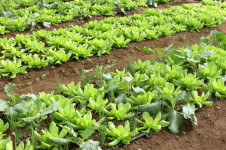 Horta de agricultura familiar