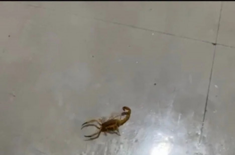Escorpião flagrado nos esconderijos da Câmara; mas haveria alguns outros no 'recesso' das festas juninas...