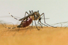 Aedes aegypti