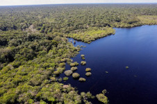 Vista a&eacute;rea da floresta amaz&ocirc;nica