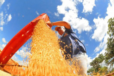 Crescimento na safra da soja deve expandir 1,1% e chegar a 167,7 milh&otilde;es de toneladas