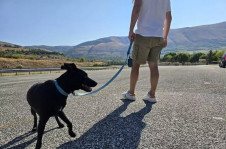 Interação entre humanos e cães datam de milhares de anos