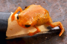 O Brachycephalus lulai equilibrado na ponta de um l&aacute;pis