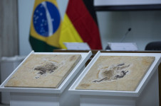 F&oacute;ssil Ubirajara jubatus, que viveu h&aacute; 110 milh&otilde;es de anos na regi&atilde;o do Geoparque do Araripe, entre os estados do Cear&aacute;, Pernambuco e Piau&iacute;. Levada para a Alemanha por pesquisadores estrangeiros nos anos 1990, a rel&iacute;quia estava no Museu Estadual de Hist&oacute;ria Natural Karlsruhe. No retorno ao Brasil, o f&oacute;ssil far&aacute; parte do acervo do Museu de Paleontologia Pl&aacute;cido Cidade Nuvens, que pertence &agrave; URCA, na cidade de Santana do Cariri (CE)