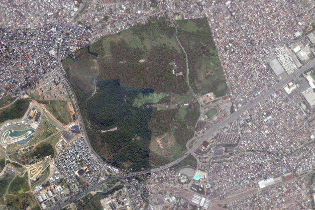 Macaque in the trees