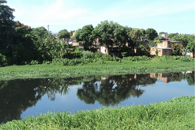 Macaque in the trees