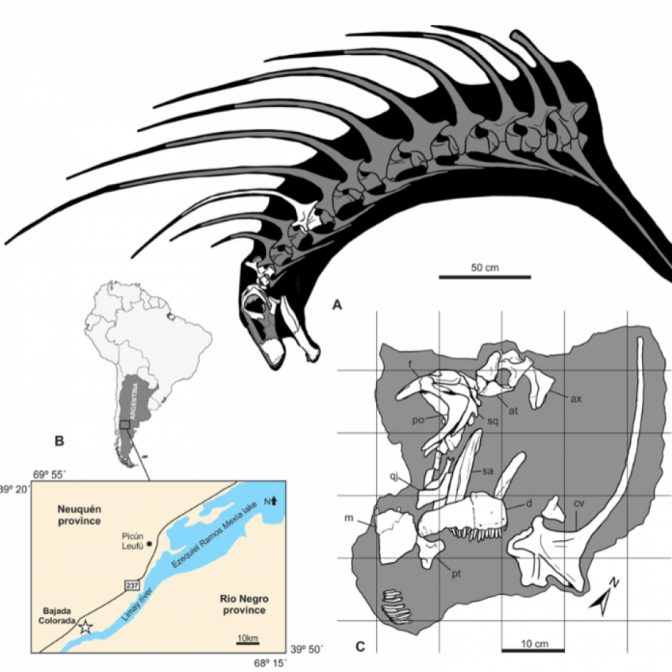 Macaque in the trees